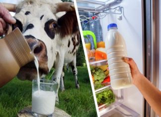 Правильное место: почему молоко лучше не хранить на дверце холодильника?