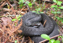 Эксперты рассказали про идеальные условия для змей на дачах Подмосковья