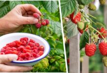 Как сделать, чтобы малина выросла крупной и сочной: названы два шага