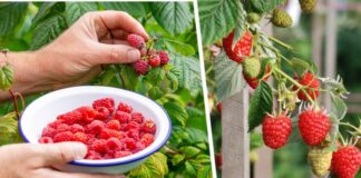 Как сделать, чтобы малина выросла крупной и сочной: названы два шага