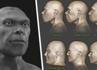 Восточная Африка больше не колыбель человечества: раскрыто лицо старейшего человека которому 300 000 лет и он из другого места