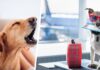 Есть причина, по которой вы можете услышать ‘лай’ во время долгого перелета – и это никак не связано с собаками