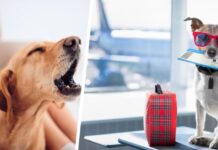 Есть причина, по которой вы можете услышать ‘лай’ во время долгого перелета – и это никак не связано с собаками