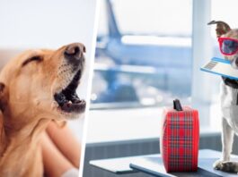 Есть причина, по которой вы можете услышать ‘лай’ во время долгого перелета – и это никак не связано с собаками