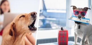 Есть причина, по которой вы можете услышать ‘лай’ во время долгого перелета – и это никак не связано с собаками