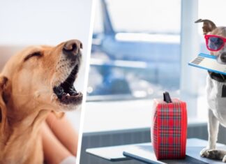 Есть причина, по которой вы можете услышать ‘лай’ во время долгого перелета – и это никак не связано с собаками