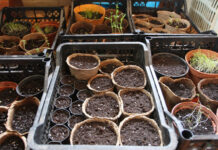 Агрономы посоветовали начать садовые работы на две недели раньше