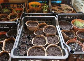 Агрономы посоветовали начать садовые работы на две недели раньше