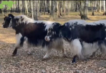 В «Лосиный остров» поселили домашних яков