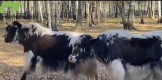 В «Лосиный остров» поселили домашних яков