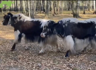 В «Лосиный остров» поселили домашних яков