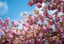 Украина встретит неделю весенним теплом: воздух прогреется до +26°C