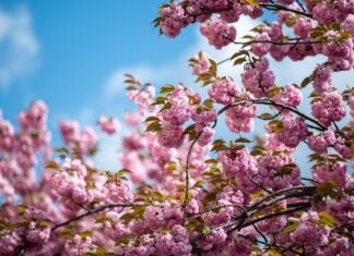 Украина встретит неделю весенним теплом: воздух прогреется до +26°C