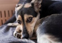 К собаке, которая провела в заточении три года, хотят пригнать кран