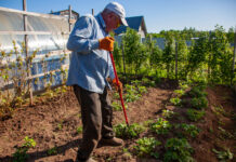 Как бороться с грызунами и птицами, чтобы спасти урожай