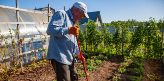 Как бороться с грызунами и птицами, чтобы спасти урожай