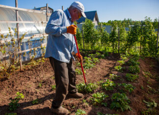 Как бороться с грызунами и птицами, чтобы спасти урожай