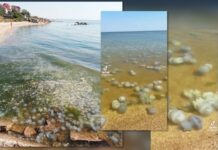 Ситуация в Азовском море близка к экологической катастрофе — ЦПД