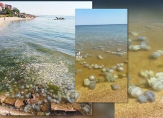 Ситуация в Азовском море близка к экологической катастрофе — ЦПД