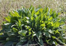 «Сочетается с джином»: щавель стал популярной едой для дорогих ресторанов