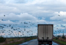 29 сентября: Что можно и чего нельзя делать в праздник Птичьей костки