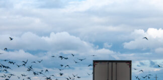 29 сентября: Что можно и чего нельзя делать в праздник Птичьей костки