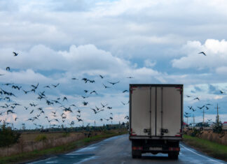 29 сентября: Что можно и чего нельзя делать в праздник Птичьей костки