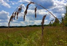 Что можно, а что нельзя делать 10 сентября в день Анны и Саввы Скирдников