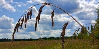 Что можно, а что нельзя делать 10 сентября в день Анны и Саввы Скирдников