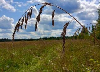 Что можно, а что нельзя делать 10 сентября в день Анны и Саввы Скирдников