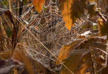 17 октября: что можно, а что нельзя делать на Ерофея Лешегона