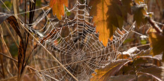 17 октября: что можно, а что нельзя делать на Ерофея Лешегона