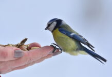 Что можно, а что нельзя делать 12 ноября в Синичкин день