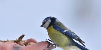 Что можно, а что нельзя делать 12 ноября в Синичкин день