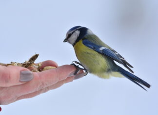 Что можно, а что нельзя делать 12 ноября в Синичкин день