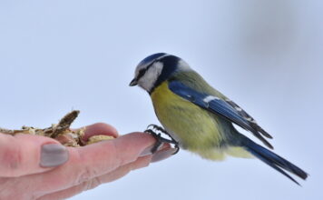 Что можно, а что нельзя делать 12 ноября в Синичкин день