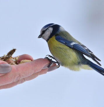 Что можно, а что нельзя делать 12 ноября в Синичкин день