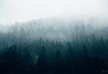 Без осадков, но с туманами: погода в начале недели