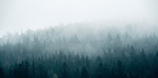 Без осадков, но с туманами: погода в начале недели