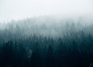 Без осадков, но с туманами: погода в начале недели