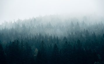 Без осадков, но с туманами: погода в начале недели