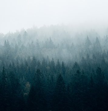 Без осадков, но с туманами: погода в начале недели