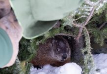 Почему американцы отмечают День сурка: история и смысл традиции