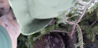 Почему американцы отмечают День сурка: история и смысл традиции