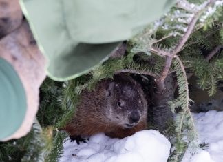Почему американцы отмечают День сурка: история и смысл традиции