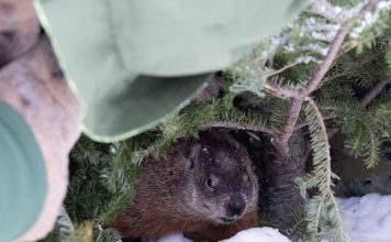 Почему американцы отмечают День сурка: история и смысл традиции