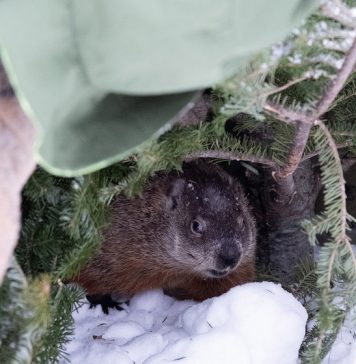 Почему американцы отмечают День сурка: история и смысл традиции